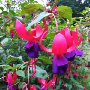 2 Fuchsia Plants Live, Pink Purple Flower Fuchsia Plant, 4 to 6 Inches, Fuchsia Live Plant, Live Fuchsia Plant
