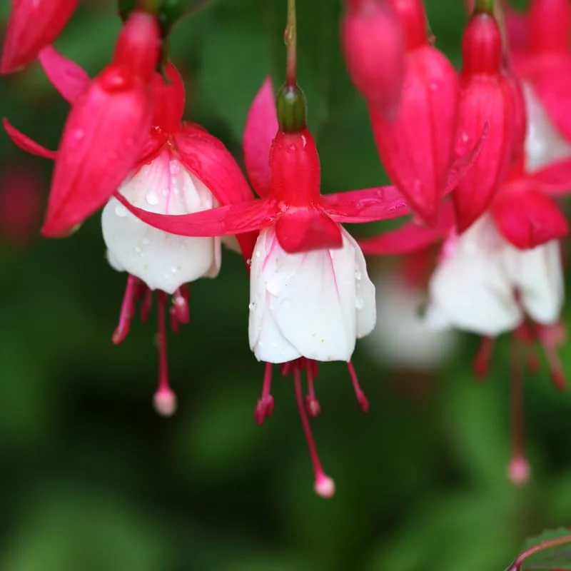Fuchsia Plant Live, Live Fuchsia Plant, 3 to 5 Inches Tall, Fuchsia Live Plant, Red White Flower Fuchsia Plant, Fuchsia Plant Pot for Garden, Ready to Plant