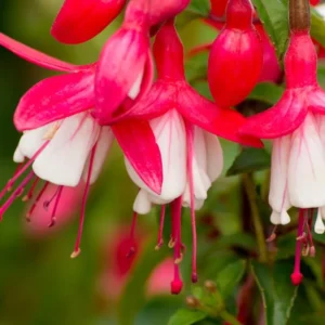 Fuchsia Plant Live, Live Fuchsia Plant, 3 to 5 Inches Tall, Fuchsia Live Plant, Red White Flower Fuchsia Plant, Fuchsia Plant Pot for Garden, Ready to Plant