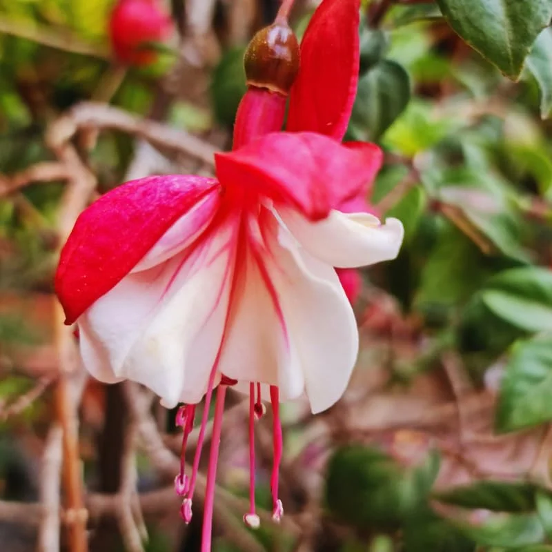 Fuchsia Plant Live, Red White Flower Fuchsia Plant, 3 to 5 Inches Tall, Live Fuchsia Plant, Fuchsia Live Plant, Fuchsia Plant Pot for Growing Outdoors