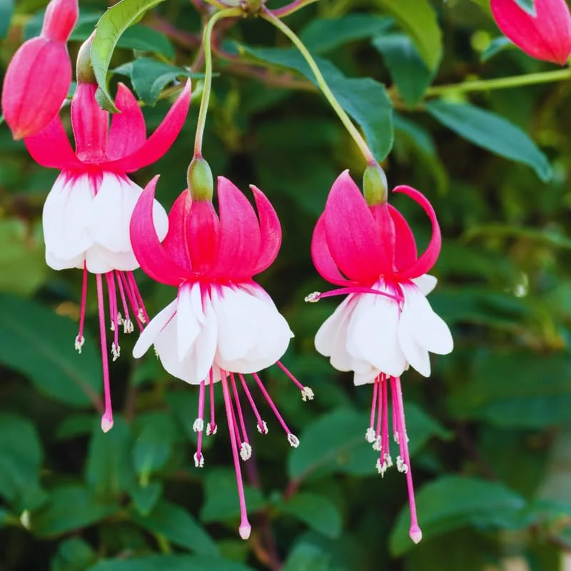 Fuchsia Plant Live, Red White Flower Fuchsia Plant, 3 to 5 Inches Tall, Live Fuchsia Plant, Fuchsia Live Plant, Fuchsia Plant Pot for Growing Outdoors