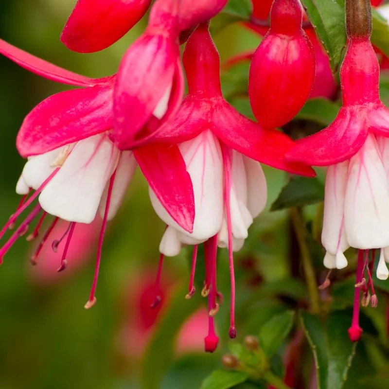 Fuchsia Plant Live, Red White Flower Fuchsia Plant, 3 to 5 Inches Tall, Live Fuchsia Plant, Fuchsia Live Plant, Fuchsia Plant Pot for Growing Outdoors