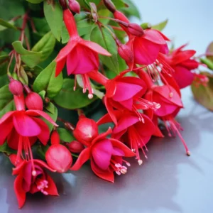 2 Red Fuchsia Plants Live, Fuchsia Flower Plants, Fuchsia Plant Pot Indoor Outdoor, 3 to 5 Inches Tall, Live Fuchsia Plant for Growing