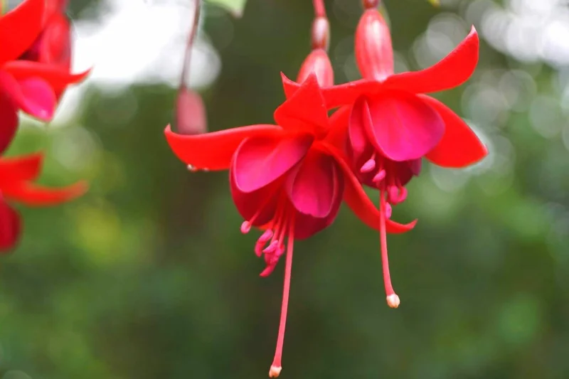 2 Red Fuchsia Plants Live, Fuchsia Flower Plants, Fuchsia Plant Pot Indoor Outdoor, 3 to 5 Inches Tall, Live Fuchsia Plant for Growing