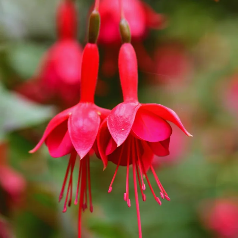 2 Red Fuchsia Plants Live, Fuchsia Flower Plants, Fuchsia Plant Pot Indoor Outdoor, 3 to 5 Inches Tall, Live Fuchsia Plant for Growing