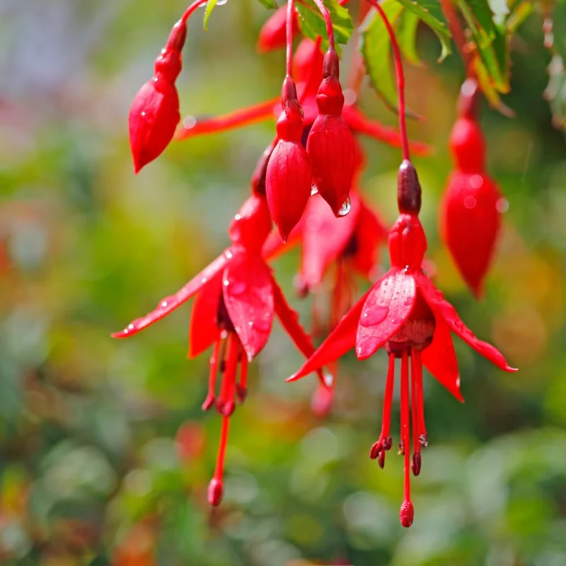 Set of 2 Fuchsia Plants Live, Red Fuchsia Flower Plants, Fuchsia Plant Pot, 3 to 5 Inches Tall, Live Fuchsia Plant for Gardening Outdoor Indoor