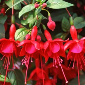 Set of 3 Fuchsia Plants Live, Red Fuchsia Flower Plants, Fuchsia Plant Pot, 3 to 5 Inches Tall, Live Fuchsia Plant for Gardening Outdoor Indoor