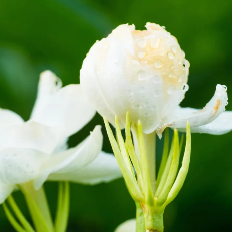 4 Maid of Orleans Sambac Jasmine Live Plants, Live Jasmine Plant Live, Sambac Jasmine, 4 to 6 Inc Tall, Tea Jasmine Fragrant Plant, Blooming Jasmine Plants Indoor Outdoor