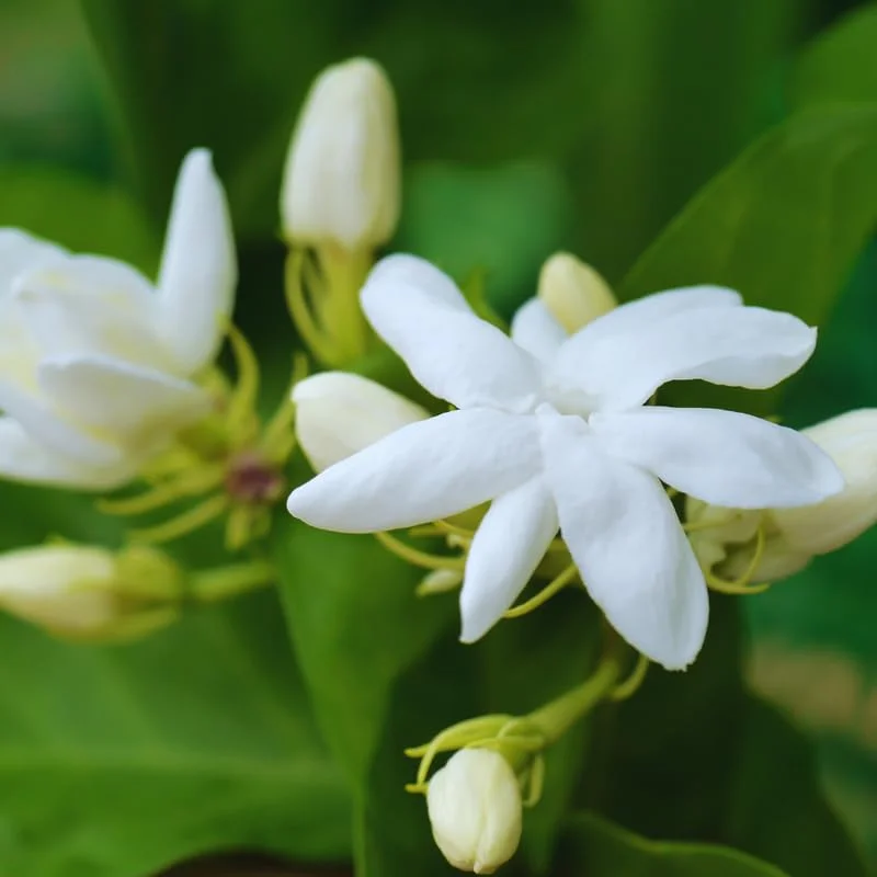 4 Blooming Jasmine Plants, Maid of Orleans Sambac Jasmine Live Plants, 4 to 6 Inc Tall, Jasmine Plant Live, Jasmine Well Rooted, Tea Jasmine Fragrant Plant, Live Jasmine Plant