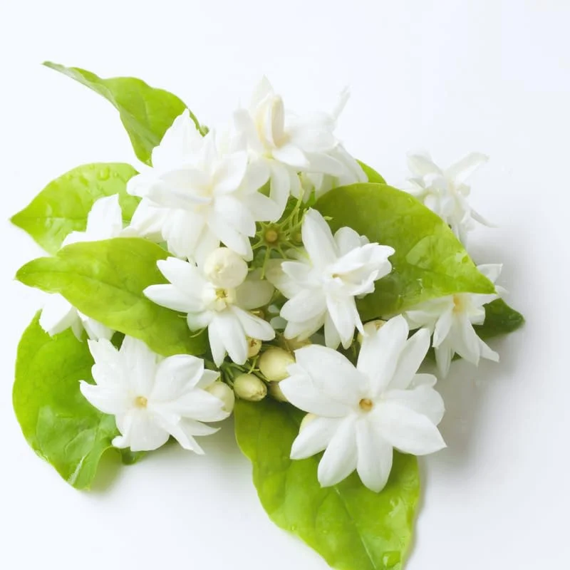 2 Blooming Jasmine Plants, Maid of Orleans Sambac Jasmine Live Plants, 4 to 6 Inc Tall, Jasmine Plants Live, Tea Jasmine Fragrant Plant, Live Jasmine Plant