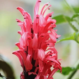 Pink Shrimp Plant Live, Shrimp Plant Pot, 6 to 8 Inc Tall, Live Shrimp Plant Indoor Outdoor, 6 Inches Potted, Pink Shrimp Flower Plant for Garden