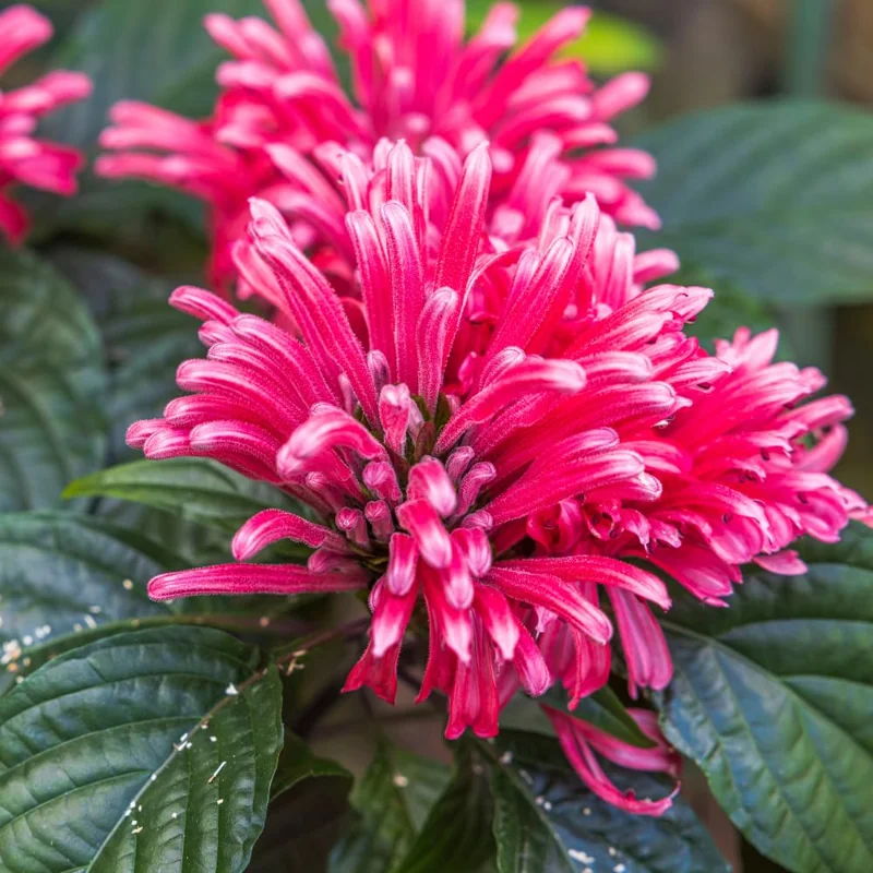 Set of 2 Pink Shrimp Plants Live, Shrimp Plant Pot, 6 to 9 Inc Tall, Live Shrimp Plants, Pink Shrimp Flower Plant for Garden Indoor Outdoor