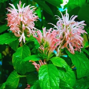 Shrimp Plant Live, 6 to 8 Inc Tall, Pink Shrimp Plants Pot, Pink Shrimp Flower Plant, Live Shrimp Plant for Growing, Easy to Plant