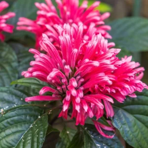 Shrimp Plant Live, 6 to 8 Inc Tall, Pink Shrimp Plants Pot, Pink Shrimp Flower Plant, Live Shrimp Plant for Growing, Easy to Plant