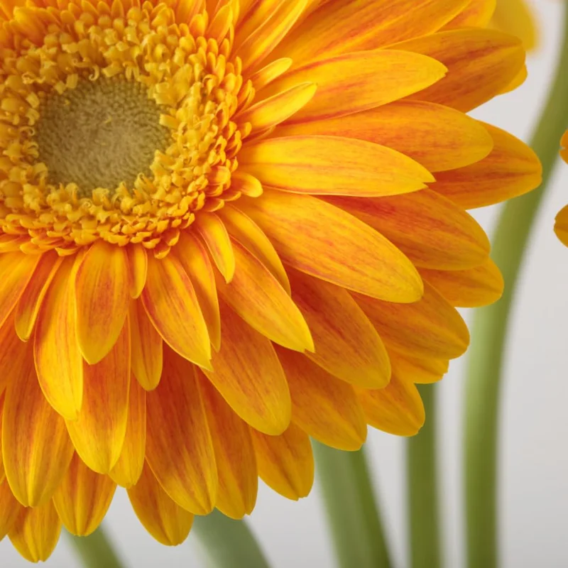 2 Daisy Plants, Yellow Gerbera Daisy Live Plants, 4 to 6 Inches Tall, Gerbera Daisy Plant Live, No Pot, Daisy Live Plant, Daisy Plants Live for Gardening
