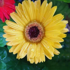 2 Daisy Plants, Yellow Gerbera Daisy Live Plants, 4 to 6 Inches Tall, Gerbera Daisy Plant Live, No Pot, Daisy Live Plant, Daisy Plants Live for Gardening