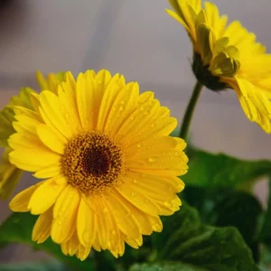 Set of 2 Yellow Daisy Plants, Gerbera Daisy Live Plants, 3 to 6 Inches Tall, Gerbera Daisy Plant Pot, Daisy Live Plant, Daisy Plants Live for Gardening, Daisy Flower Plant