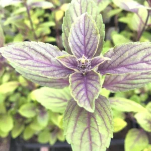 6 Live Basil Plants, African Blue Basil Plant Live, Basil Live Plant, Basil Herb Plant, African Basil Plant, 3 to 6 Inches Tall