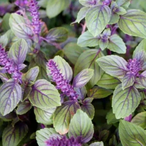 4 Live Basil Plants, African Blue Basil Plant Live, Basil Live Plant, 3 to 6 Inches Tall, Basil Herb Plant, African Basil Plant, Basil Plant for Indoor Outdoor