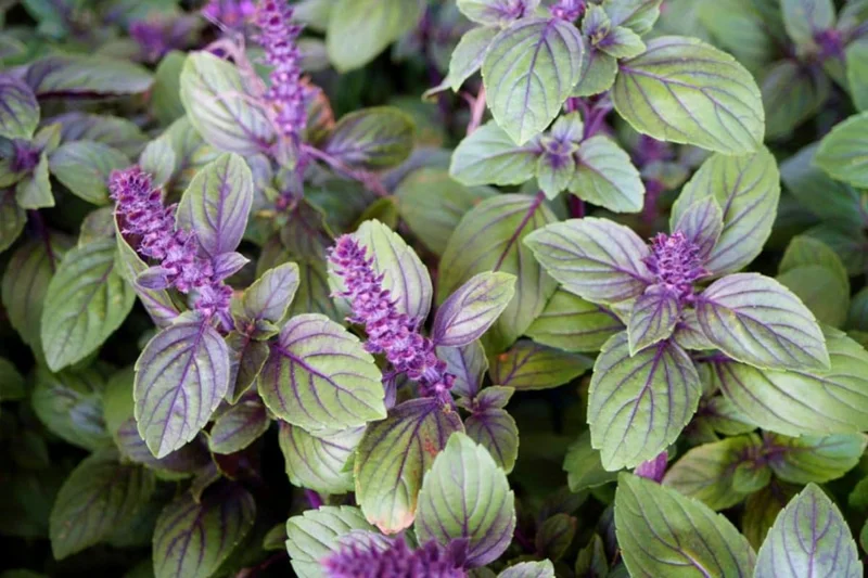 4 Live Basil Plants, African Blue Basil Plant Live, Basil Live Plant, 3 to 6 Inches Tall, Basil Herb Plant, African Basil Plant, Basil Plant for Indoor Outdoor