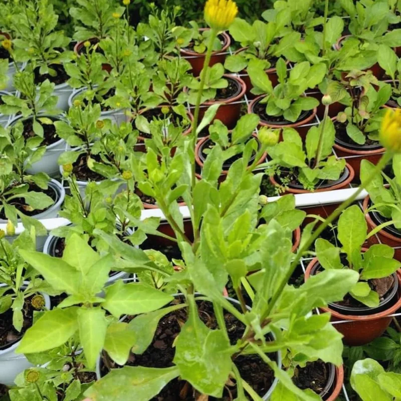 2 Daisy Plants, Orange Gerbera Daisy Live Plants, 4 to 6 Inches Tall, Gerbera Daisy Plant Live, Daisy Live Plant, No Pot, Daisy Plants Live for Gardening