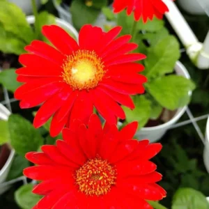 Set of 2 Red Daisy Plants, Gerbera Daisy Live Plants, 5 to 7 Inches Tall, Gerbera Daisy Plants, No Potted, Daisy Live Plant, Daisy Plants Live for Gardening, Daisy Flower Plant