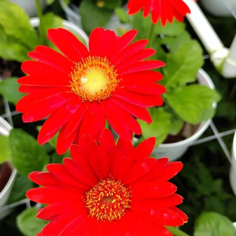 Set of 2 Red Daisy Plants, Gerbera Daisy Live Plants, 5 to 7 Inches Tall, Gerbera Daisy Plants, No Potted, Daisy Live Plant, Daisy Plants Live for Gardening, Daisy Flower Plant