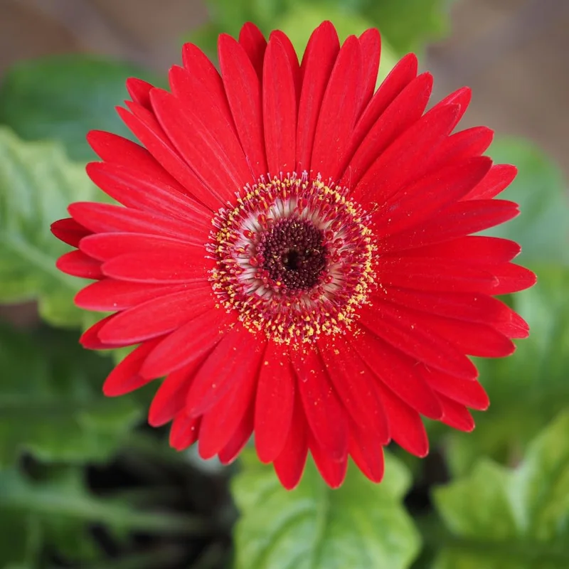 Set of 2 Red Daisy Plants, Gerbera Daisy Live Plants, 5 to 7 Inches Tall, Gerbera Daisy Plants, No Potted, Daisy Live Plant, Daisy Plants Live for Gardening, Daisy Flower Plant