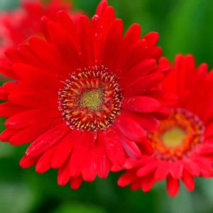 Pack of 2 Daisy Plants, Red Gerbera Daisy Live Plants, Gerbera Daisy Plants Live, 5 to 7 Inches Tall, Daisy Live Plant, Daisy Plants Live for Growing Outdoors, No Pot