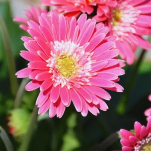2 Daisy Plants, Pink Gerbera Daisy Live Plants, 4 to 6 Inches Tall, Gerbera Daisy Plant No Pot, Daisy Live Plant, Daisy Plants Live for Gardening