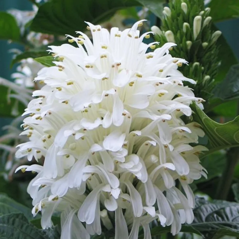 Set of 2 White Shrimp Plants Live, Shrimp Plant Pot, 3 to 5 Inc Tall, Live Shrimp Plants, Shrimp Flower Plant for Garden