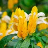 2 Golden Shrimp Plants Live, Yellow Shrimp Plants Live, 3 to 6 Inches in Height, Live Shrimp Plant Indoor, Shrimp Live Plant for Garden