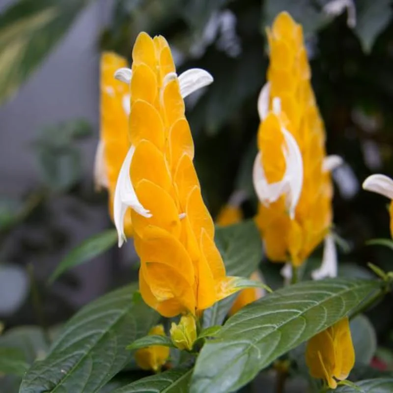 Yellow Shrimp Plants Live, 2 Golden Shrimp Plants, Shrimp Live Plants, Live Shrimp Plant Indoor Outdoor, 4 to 6 Inches Tall