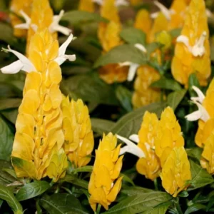 2 Golden Shrimp Plants Live, Yellow Shrimp Plants, 3 to 5 Inches in Height, Live Shrimp Plant Indoor, Shrimp Live Plant for Garden, Shrimp Starter Plants