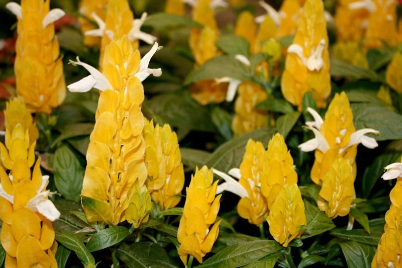 Yellow Shrimp Plants Live, 4 Golden Shrimp Plants Pot, Shrimp Starter Plants, Live Shrimp Plant Indoor Outdoor, 4 to 6 Inches Tall