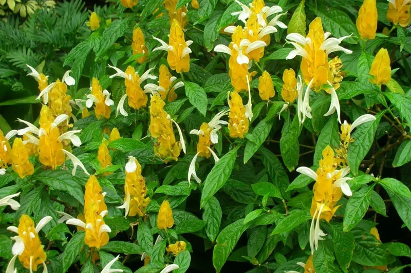 Yellow Shrimp Plants Live, 4 Golden Shrimp Plants Pot, Shrimp Starter Plants, Live Shrimp Plant Indoor Outdoor, 4 to 6 Inches Tall
