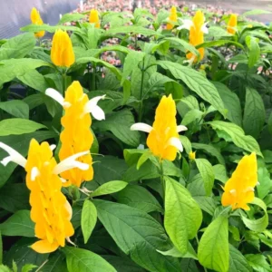 Yellow Shrimp Plants Live, 4 Golden Shrimp Plants Pot, Shrimp Starter Plants, Live Shrimp Plant Indoor Outdoor, 4 to 6 Inches Tall