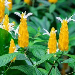 Yellow Shrimp Plants Live, 4 Golden Shrimp Plants Pot, Shrimp Starter Plants, Live Shrimp Plant Indoor Outdoor, 4 to 6 Inches Tall