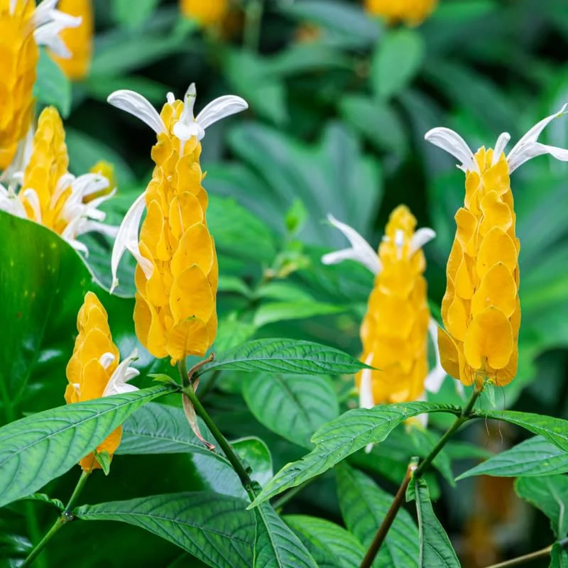 Yellow Shrimp Plants Live, 4 Golden Shrimp Plants Pot, Shrimp Starter Plants, Live Shrimp Plant Indoor Outdoor, 4 to 6 Inches Tall