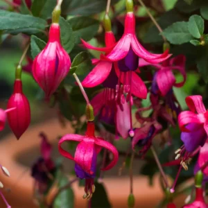 Fuchsia Plants Live, Purple Pink Fuchsia Live Plants, 2 Plants, 4 Inc Tall, Fuchsia Starter Plant, Fuchsia Plant Live for Garden