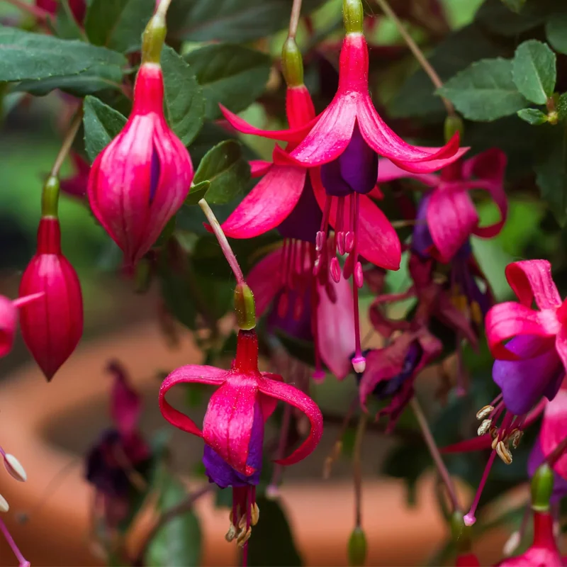 Fuchsia Plants Live, Purple Pink Fuchsia Live Plants, 2 Plants, 4 Inc Tall, Fuchsia Starter Plant, Fuchsia Plant Live for Garden