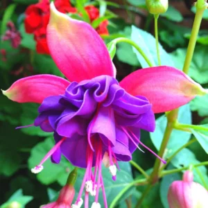 Fuchsia Plants Live, Purple Pink Fuchsia Live Plants, 2 Plants, 4 Inc Tall, Fuchsia Starter Plant, Fuchsia Plant Live for Garden