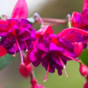 Fuchsia Plants Live, Purple Pink Fuchsia Live Plants, 2 Plants, 4 Inc Tall, Fuchsia Starter Plant, Fuchsia Plant Live for Garden