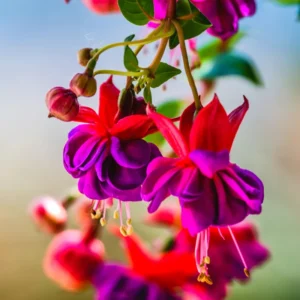 Fuchsia Plants Live, Purple Pink Fuchsia Live Plants, 2 Plants, 4 Inc Tall, Fuchsia Starter Plant, Fuchsia Plant Live for Garden
