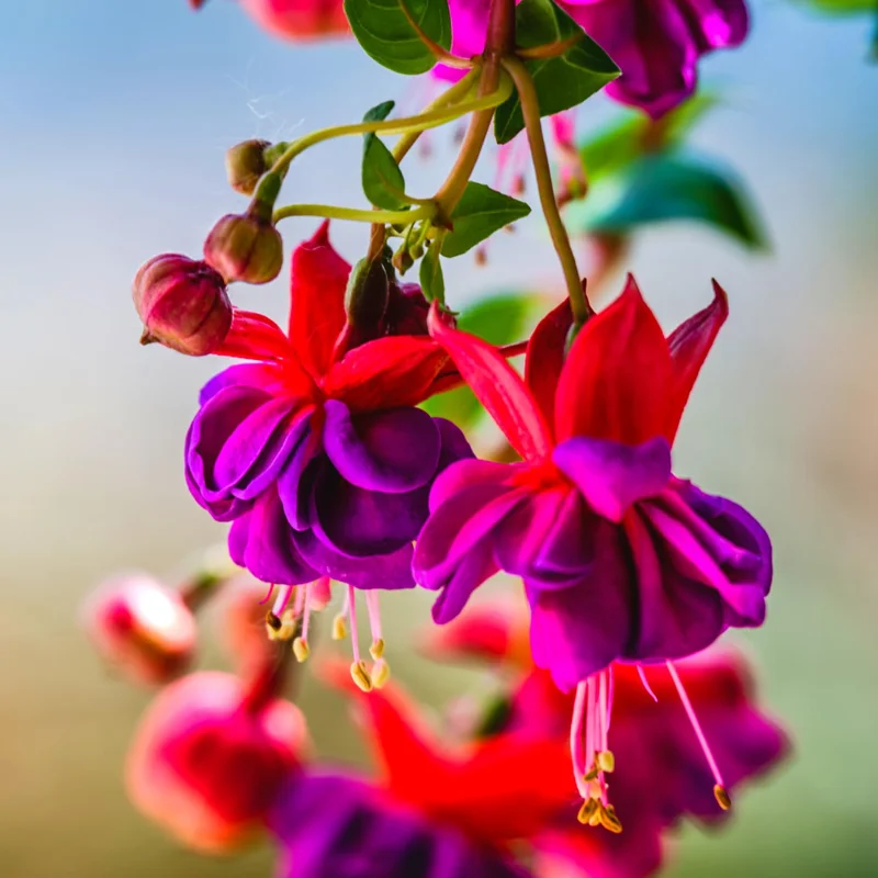 Fuchsia Plants Live, Purple Pink Fuchsia Live Plants, 2 Plants, 4 Inc Tall, Fuchsia Starter Plant, Fuchsia Plant Live for Garden