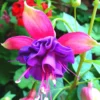 Fuchsia Plants Live, Pink Purple Fuchsia Live Plants, 2 Plants, Fuchsia Plant Live Indoor Outdoor, Ready to Plant