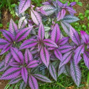 Purple Persian Shield Live Plants, 3 to 7 Inches Tall, Strobilanthes Plants, Persian Shield Purple Live Plant, 4 Packs