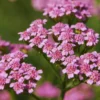 Deep Rose Yarrow Flower Plants, Yarrow Plants Live Indoor, Set 4 Plants, 3 To 5 Inches Tall, Yarrow Live Plant Pot 4 Inch