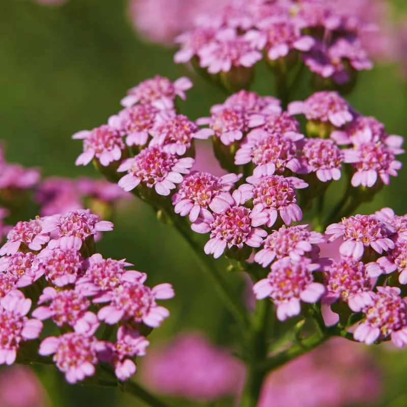 Deep Rose Yarrow Flower Plants, Yarrow Plants Live Indoor, Set 4 Plants, 3 To 5 Inches Tall, Yarrow Live Plant Pot 4 Inch