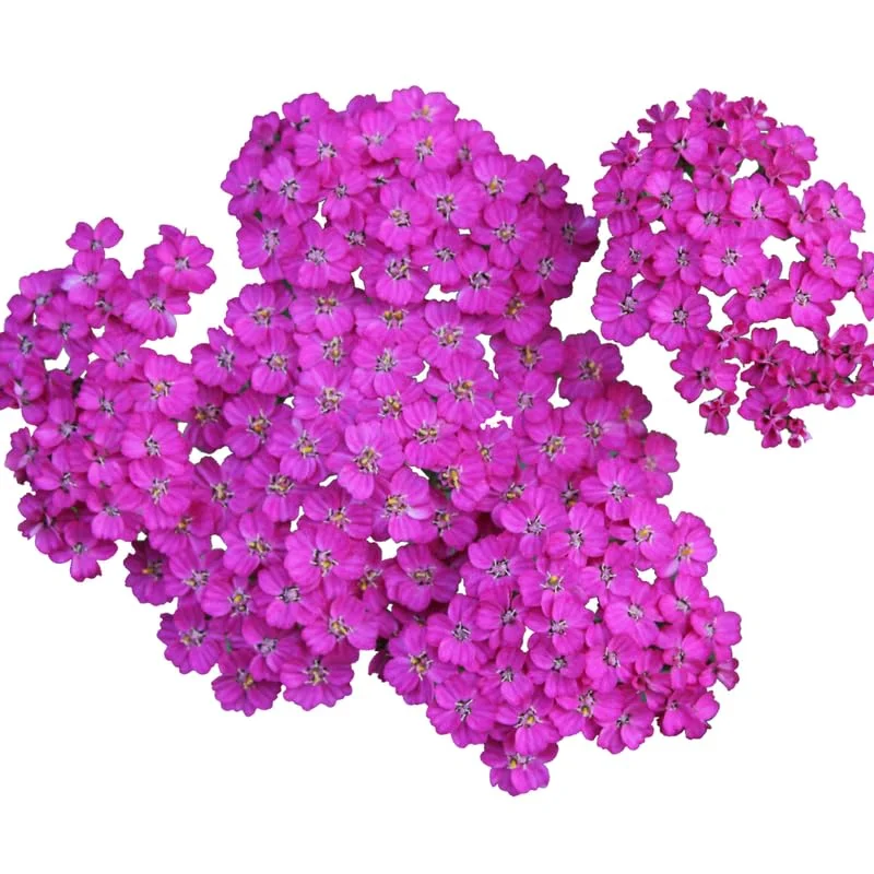 Deep Rose Yarrow Flower Plants, Yarrow Plants Live Indoor, Set 4 Plants, 3 To 5 Inches Tall, Yarrow Live Plant Pot 4 Inch